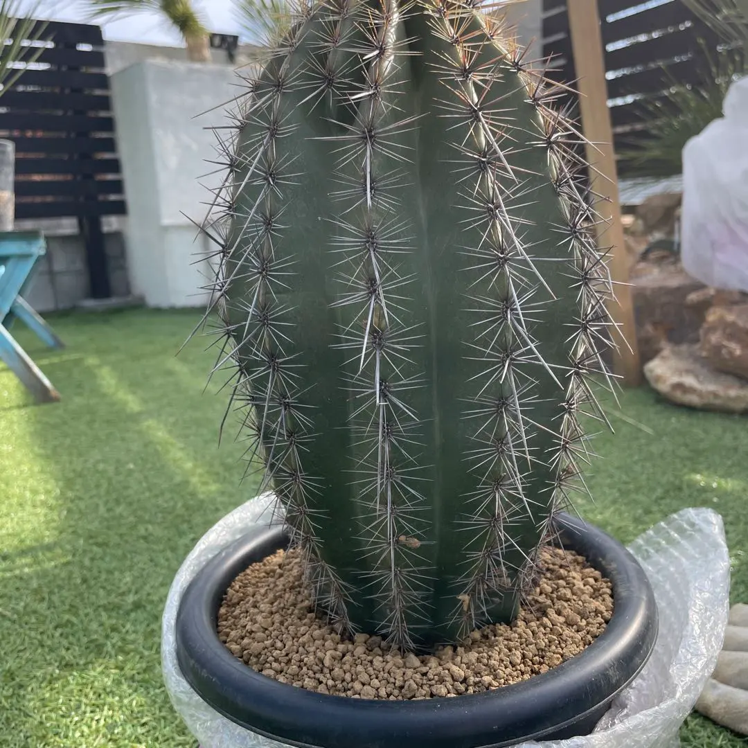 2026年最新】弁慶柱の人気アイテム - メルカリ