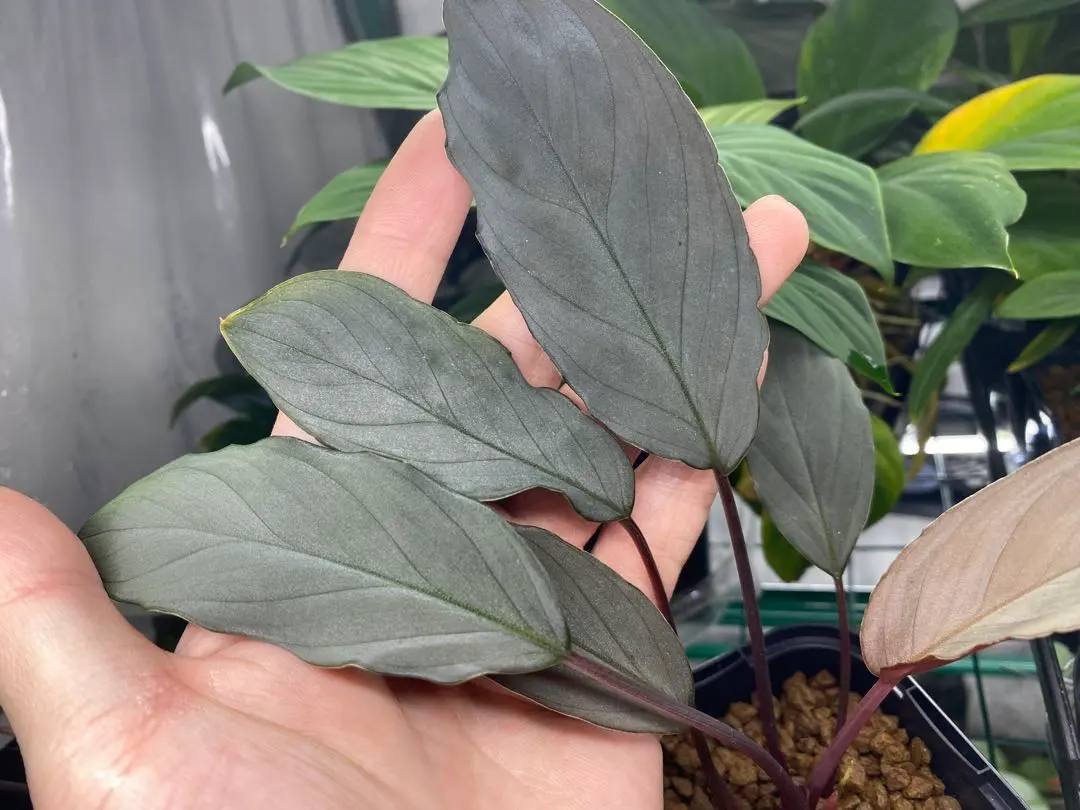 2026年最新】ホマロメナ ブラックの人気アイテム - メルカリ