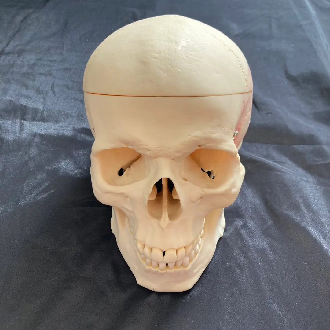 2026年最新】ソムソ 模型の人気アイテム - メルカリ