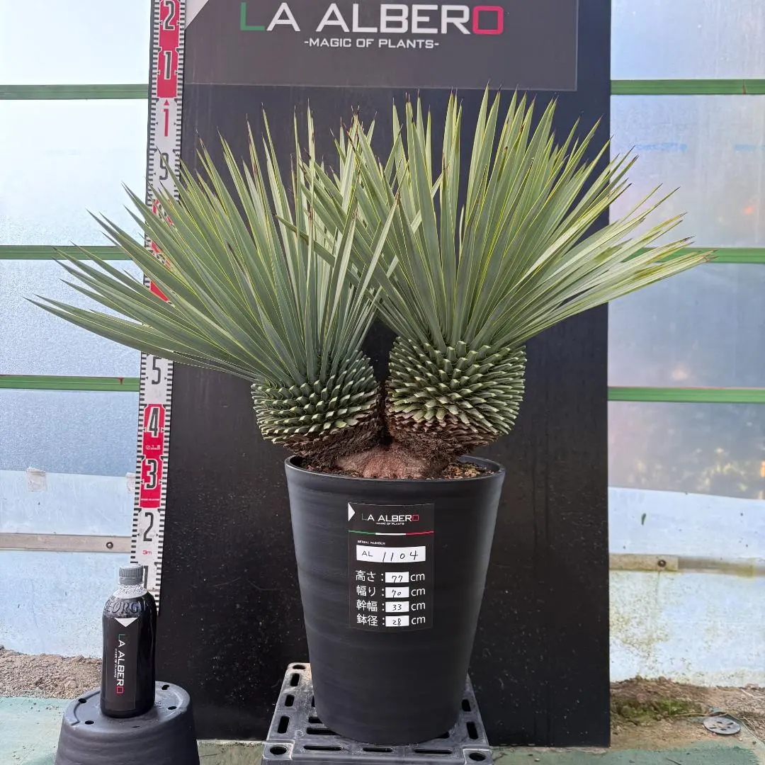 2026年最新】ロストラータ3ヘッドの人気アイテム - メルカリ