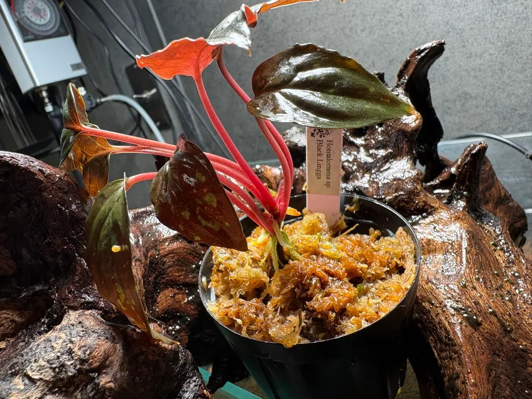 2026年最新】ホマロメナ ブラックの人気アイテム - メルカリ