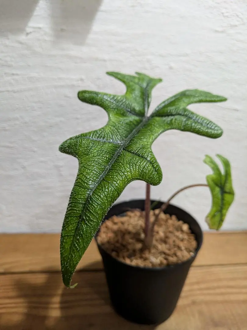 2026年最新】アロカシア ジャックリンの人気アイテム - メルカリ