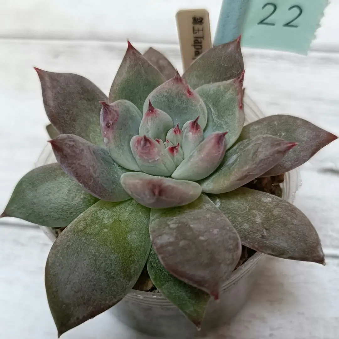 2026年最新】コロラータ 錦玉園の人気アイテム - メルカリ