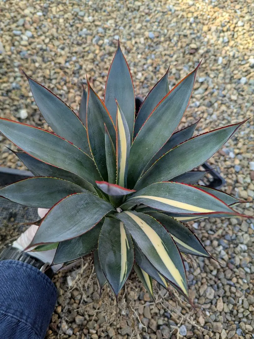 2026年最新】ブルーグロー斑入りの人気アイテム - メルカリ