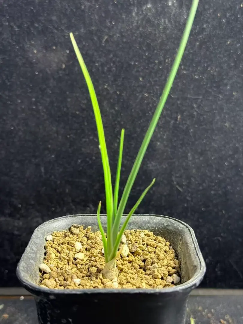 2026年最新】ドラセナ シナバリの人気アイテム - メルカリ