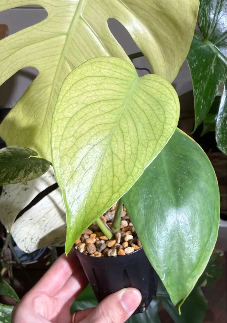 2026年最新】モンステラ デリシオーサ オーシャンミントの人気アイテム