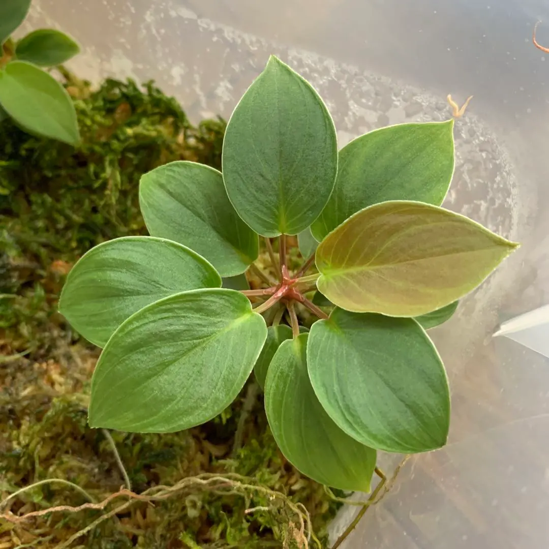 2026年最新】ホマロメナ 正規タグの人気アイテム - メルカリ