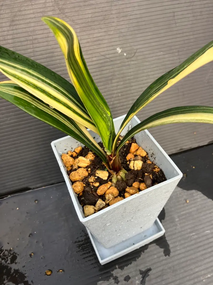 2026年最新】君子蘭 斑入りの人気アイテム - メルカリ