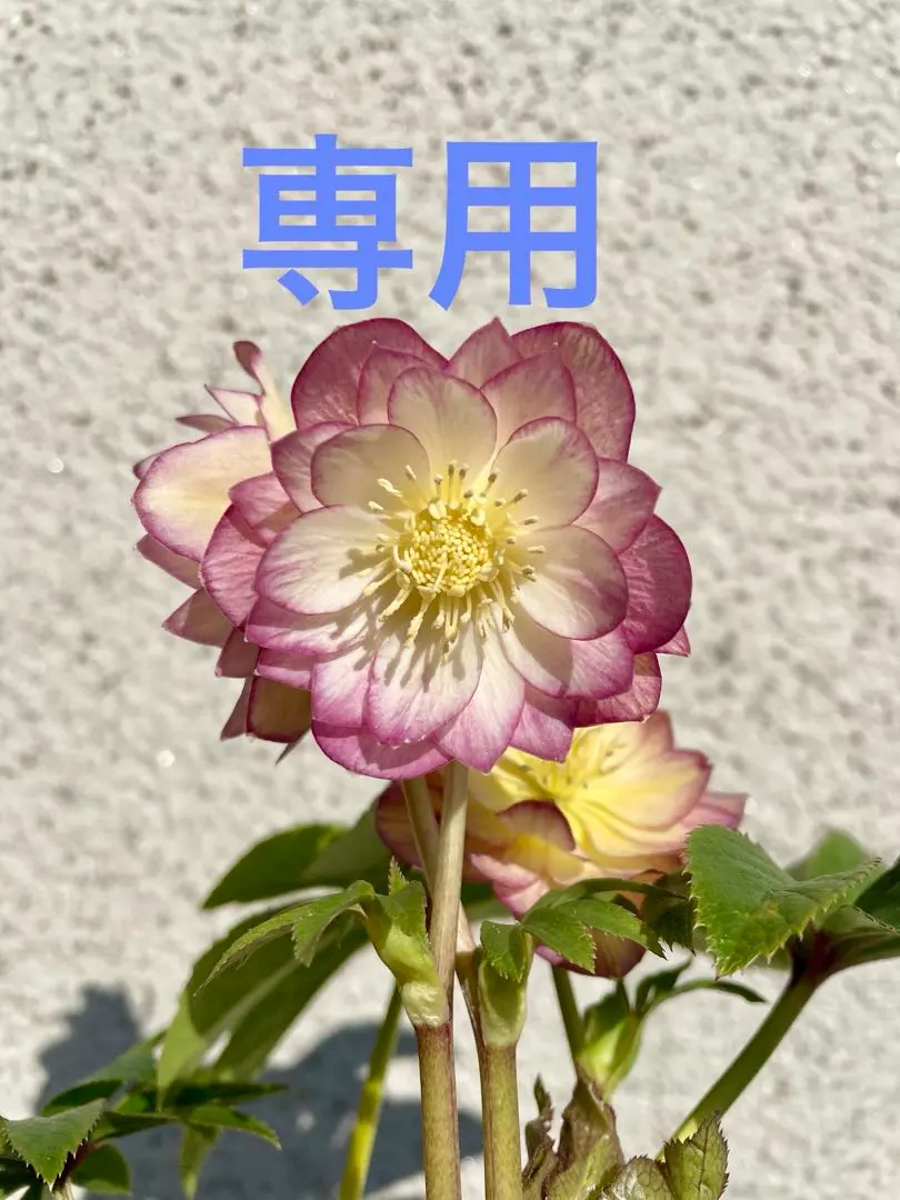 2026年最新】蜃気楼 クリスマスローズの人気アイテム - メルカリ