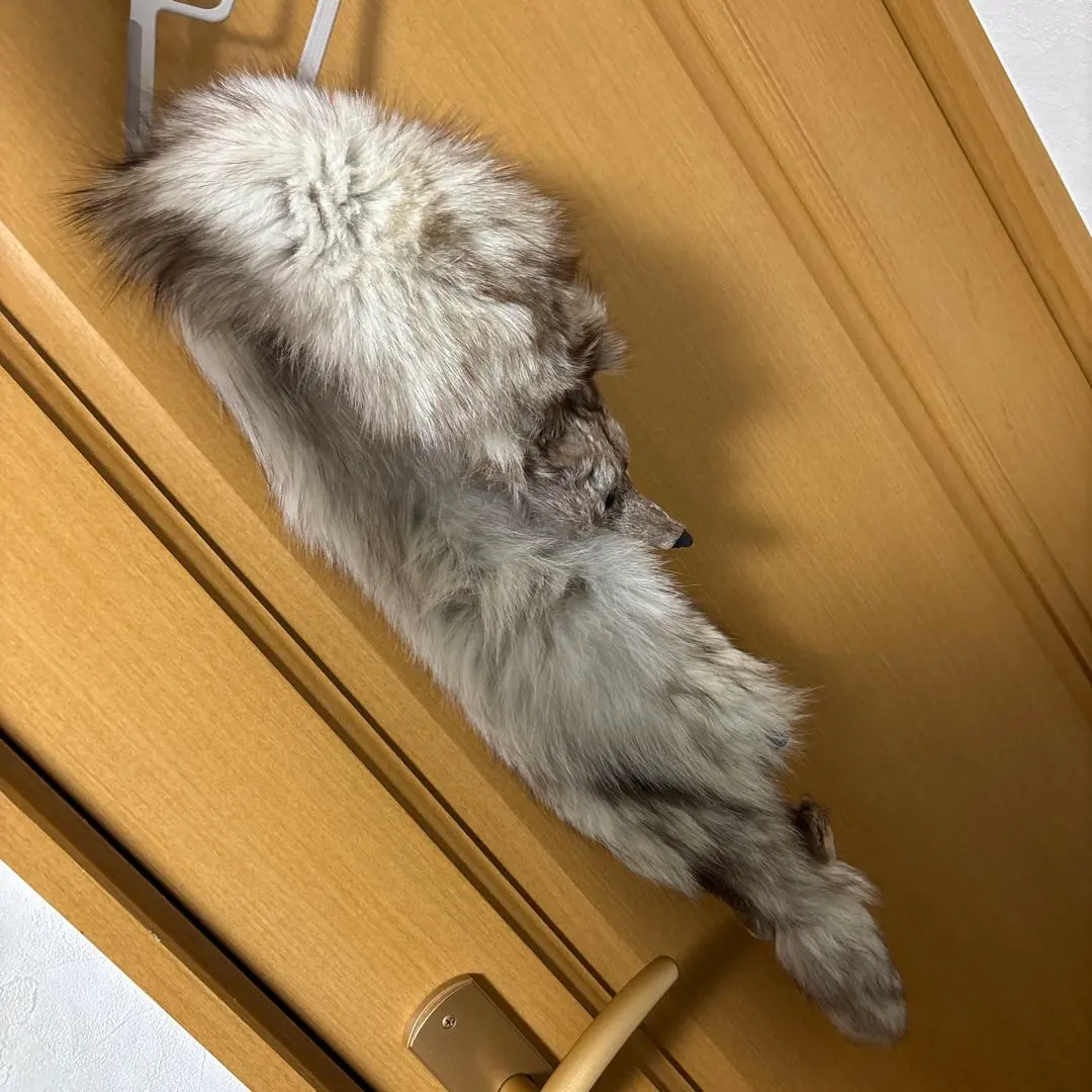 2026年最新】剥製 キツネの人気アイテム - メルカリ