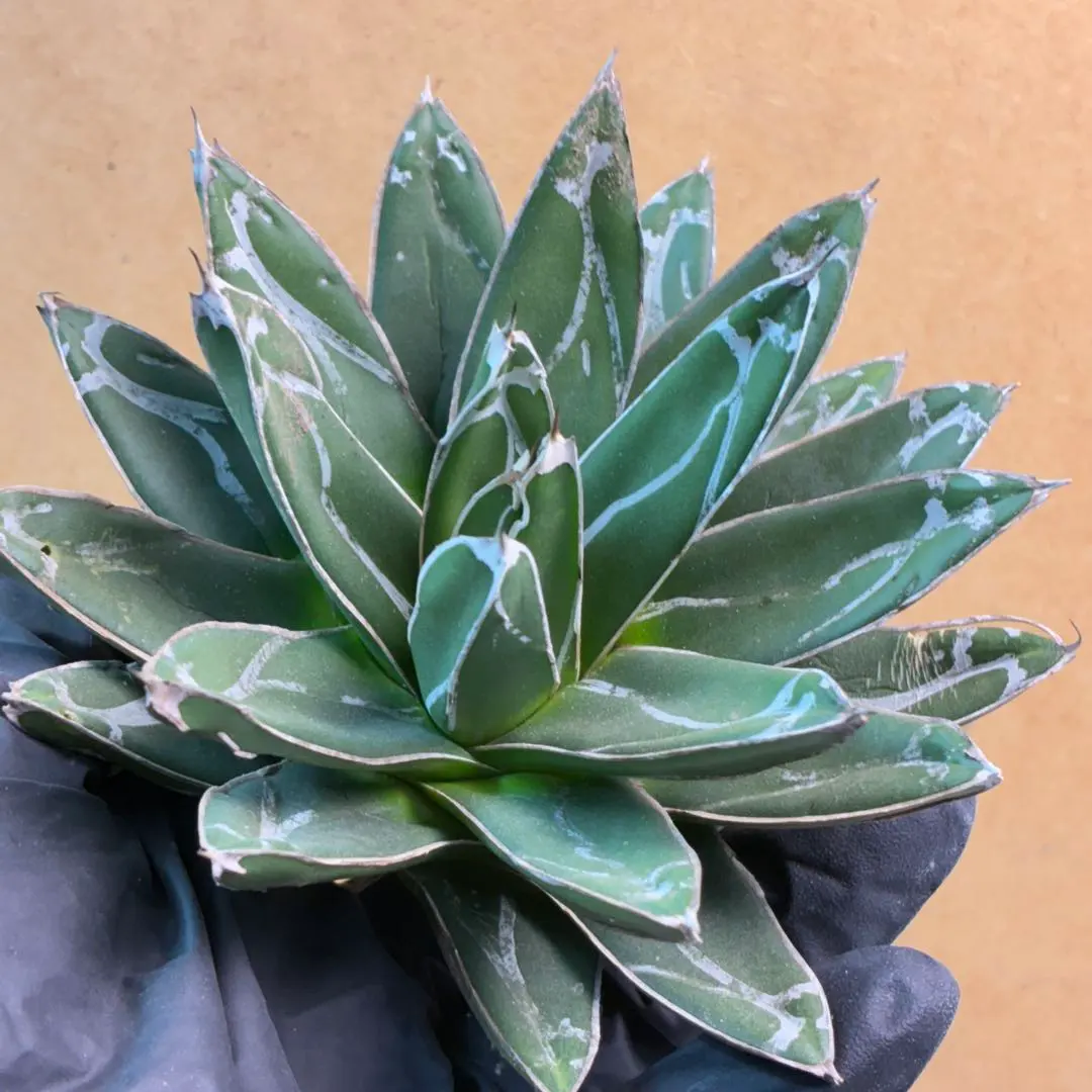 2026年最新】笹の雪 サンキングの人気アイテム - メルカリ