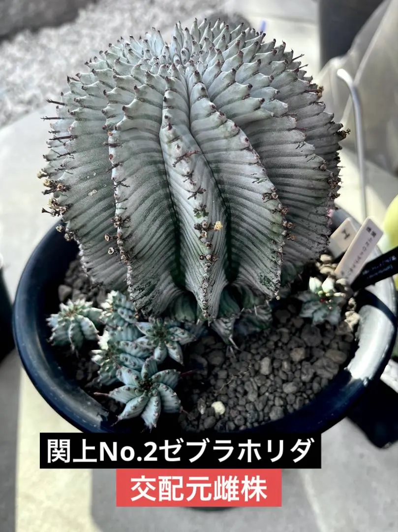 2026年最新】関上ホリダの人気アイテム - メルカリ