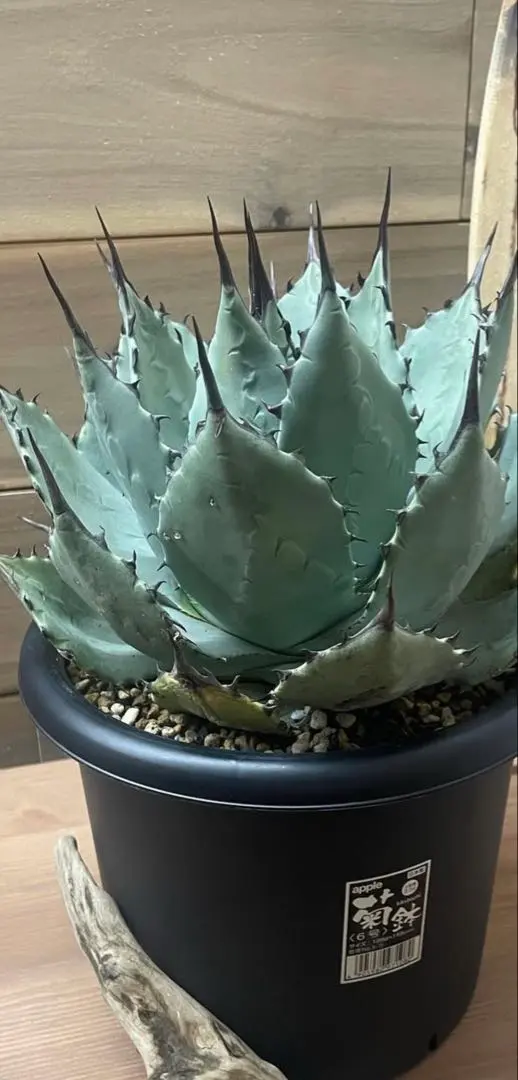 2026年最新】アガベ パリー ハイブリッドの人気アイテム - メルカリ