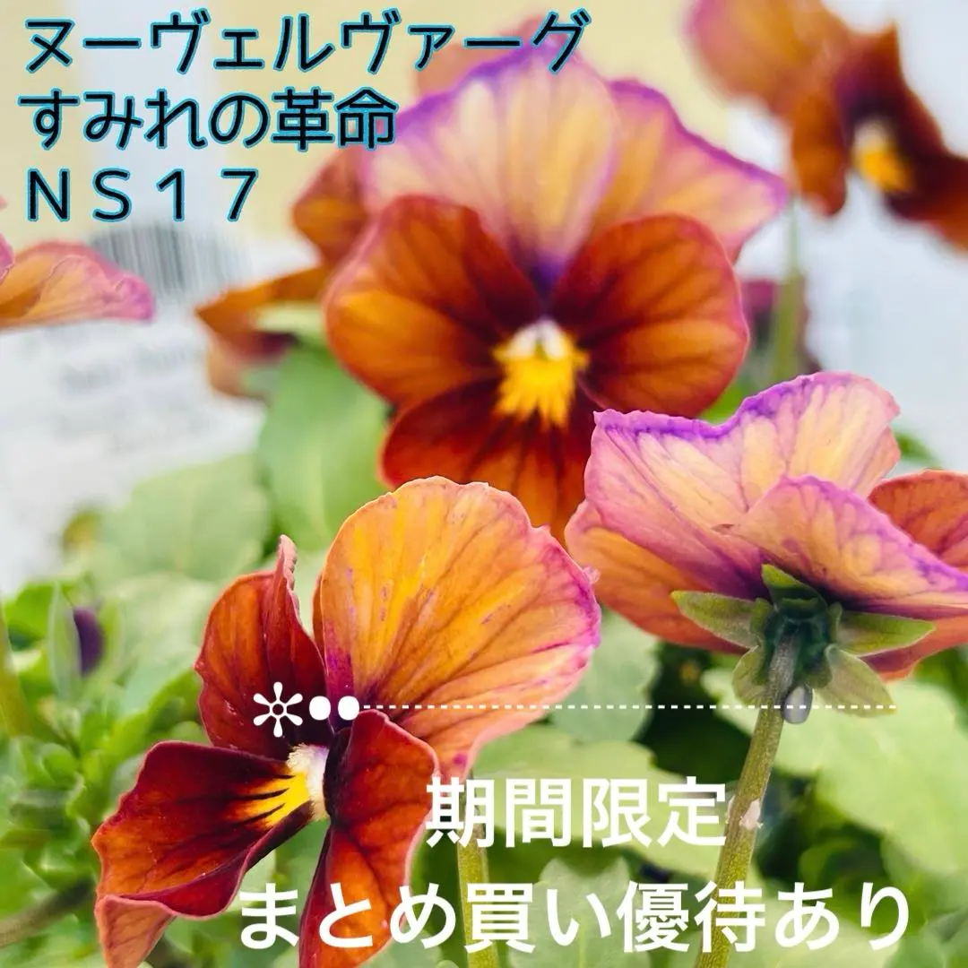 2026年最新】ビオラヌーヴェルヴァーグすみれの革命の人気アイテム