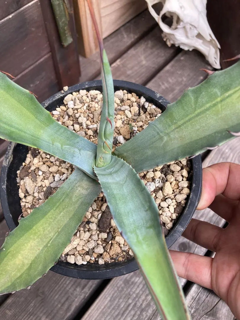 2026年最新】アガベスカブラ錦の人気アイテム - メルカリ