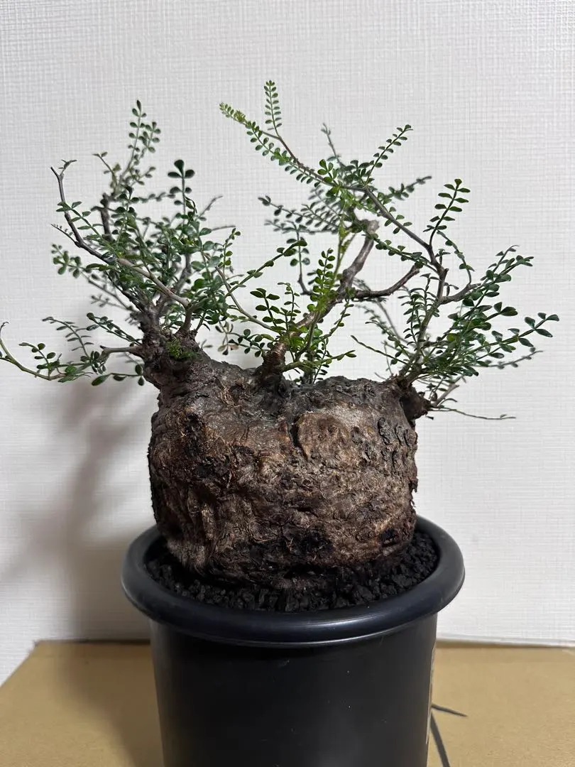 2026年最新】パキプス 発根済の人気アイテム - メルカリ