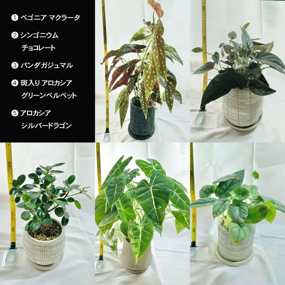 2026年最新】ガジュマル 斑入り パンダの人気アイテム - メルカリ