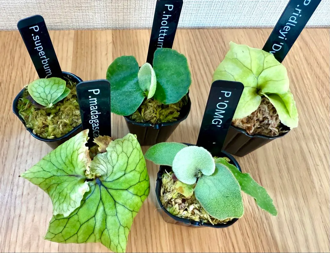 2026年最新】スパーバム ドワーフの人気アイテム - メルカリ