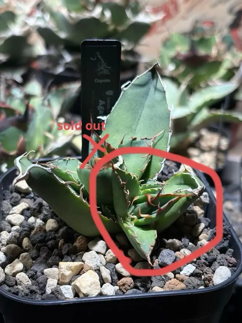 2026年最新】オアハカオテロイの人気アイテム - メルカリ