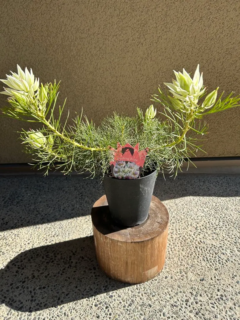 2026年最新】セルリア ブラッシングブライドの人気アイテム - メルカリ