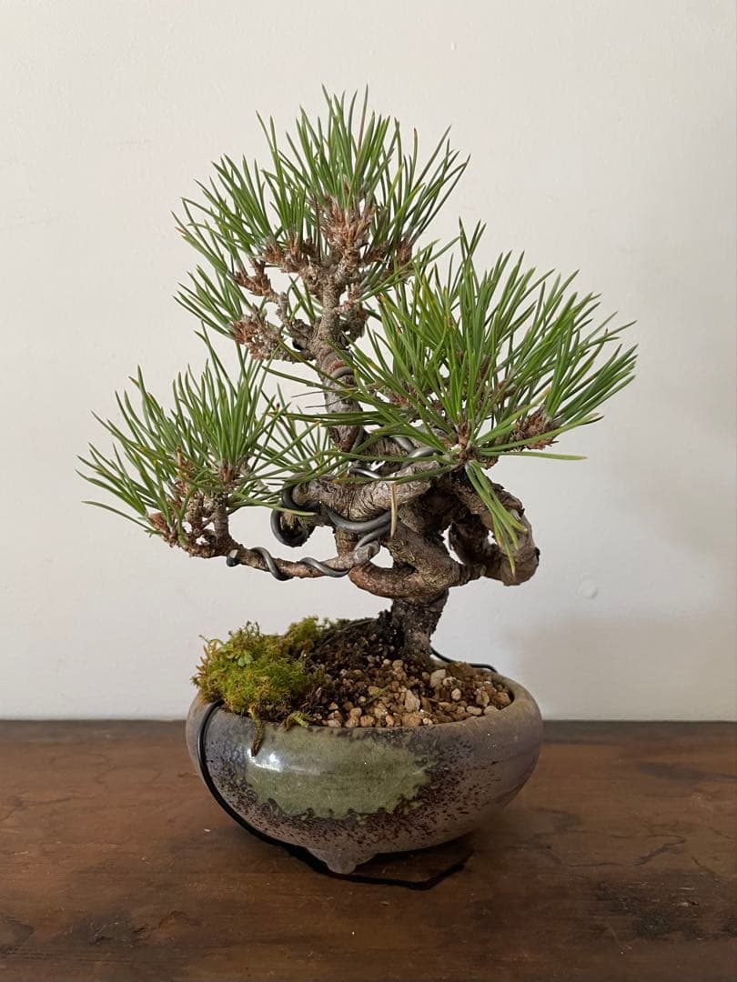 黒松盆栽 黒松 / Black pine #盆栽 #bonsai #bonsái #黒松 #blackpine #鈴木