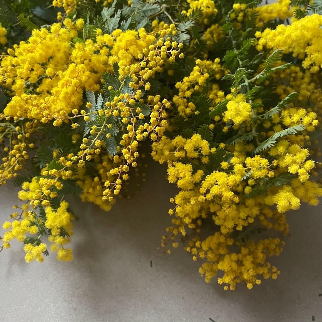 3.ミモザ切花100サイズ