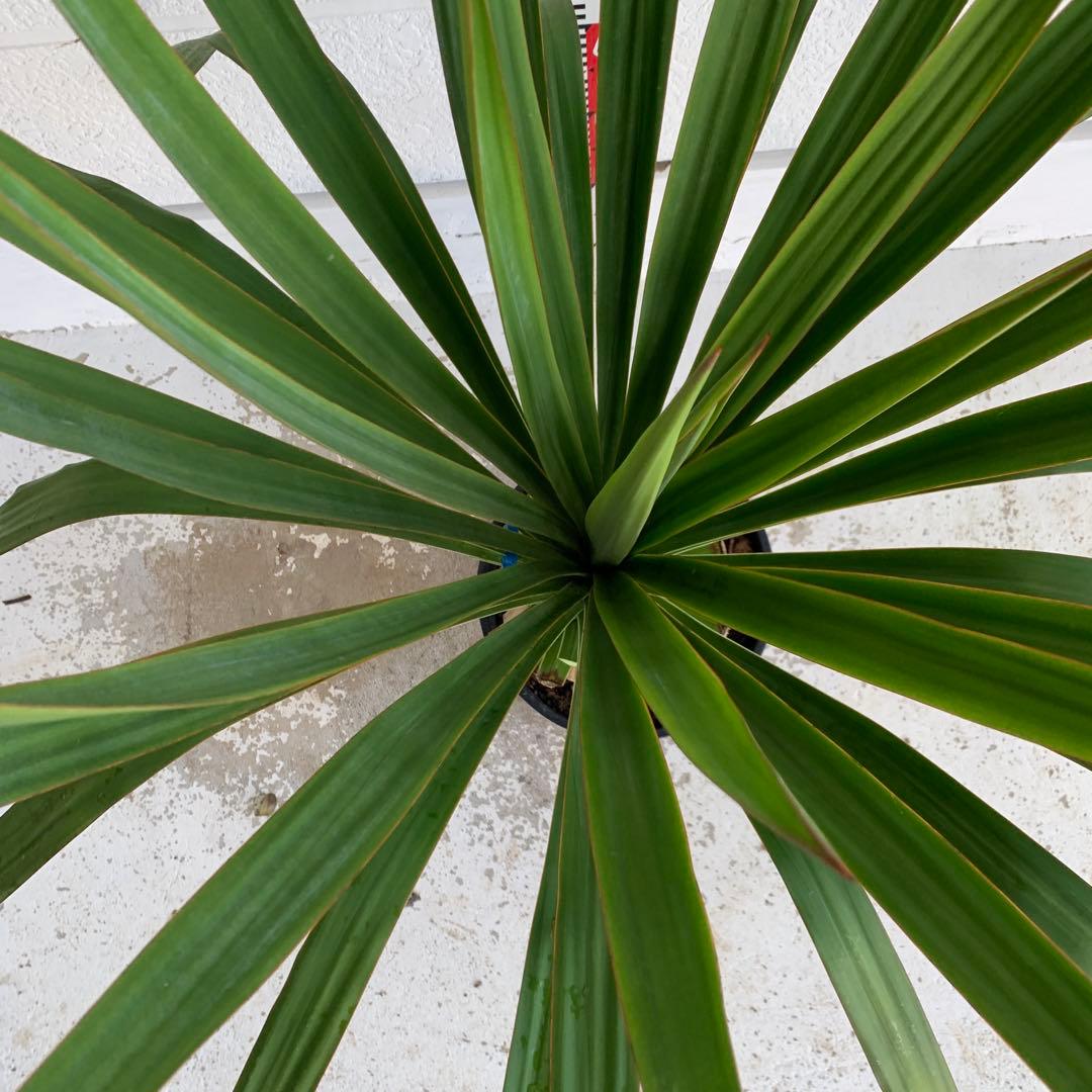 ユッカ レクルビフォリア ペンデュラ ポット 33 - メルカリ