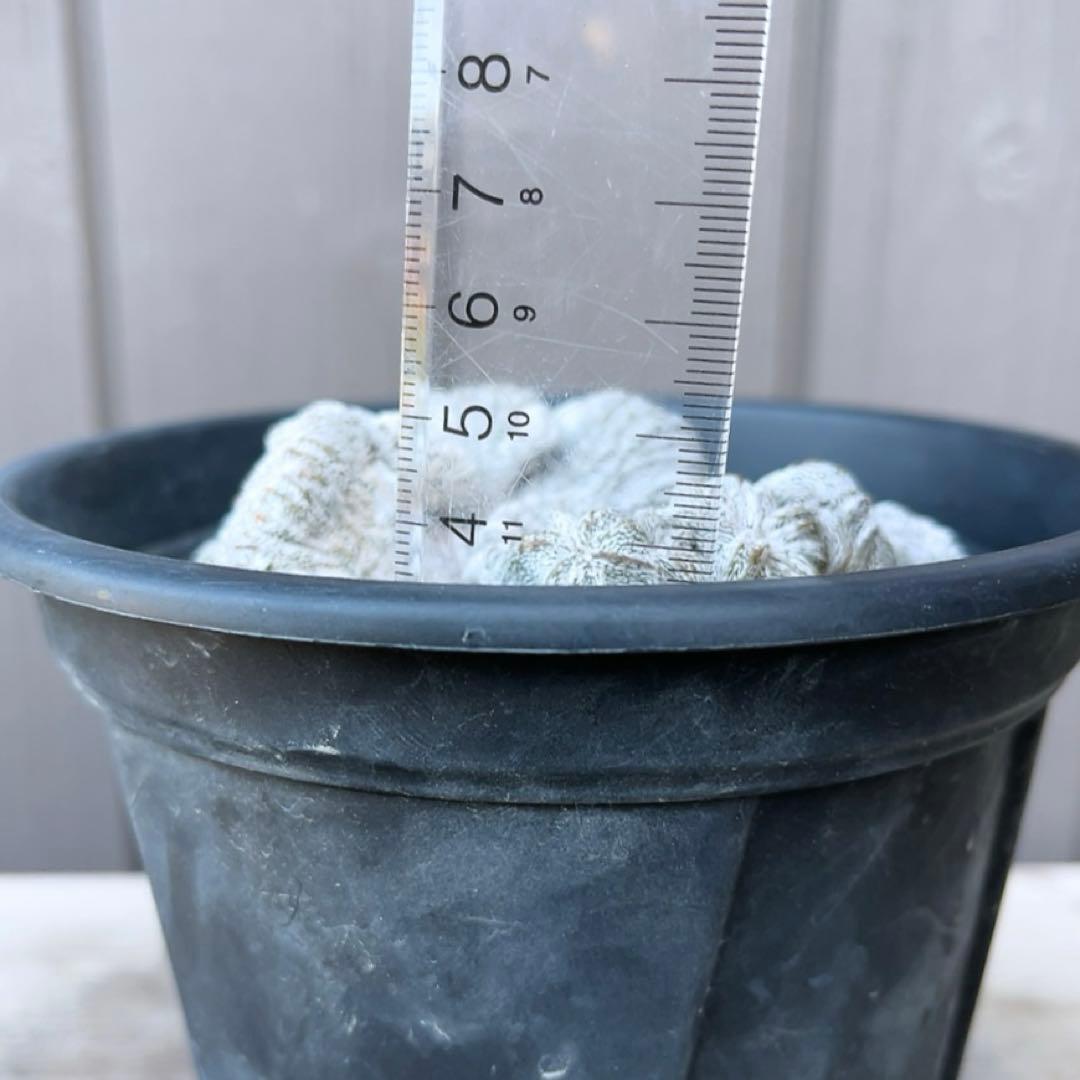 《期間限定販売❗️》『アストロフィツム　恩塚ランポー 綴化』　極美大株　接木降自根