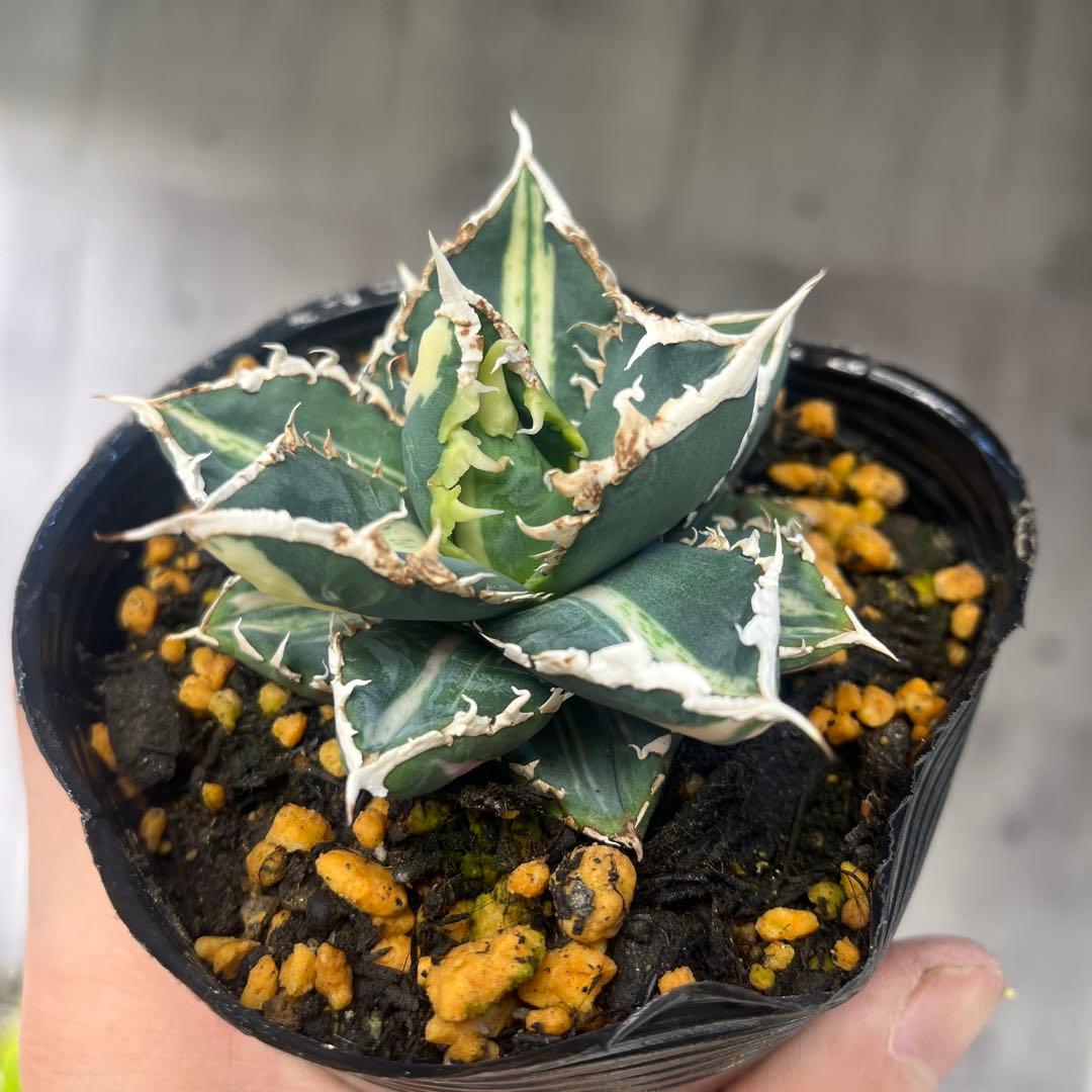 アガベ狼人錦斑入りコレクション株抜き苗発送