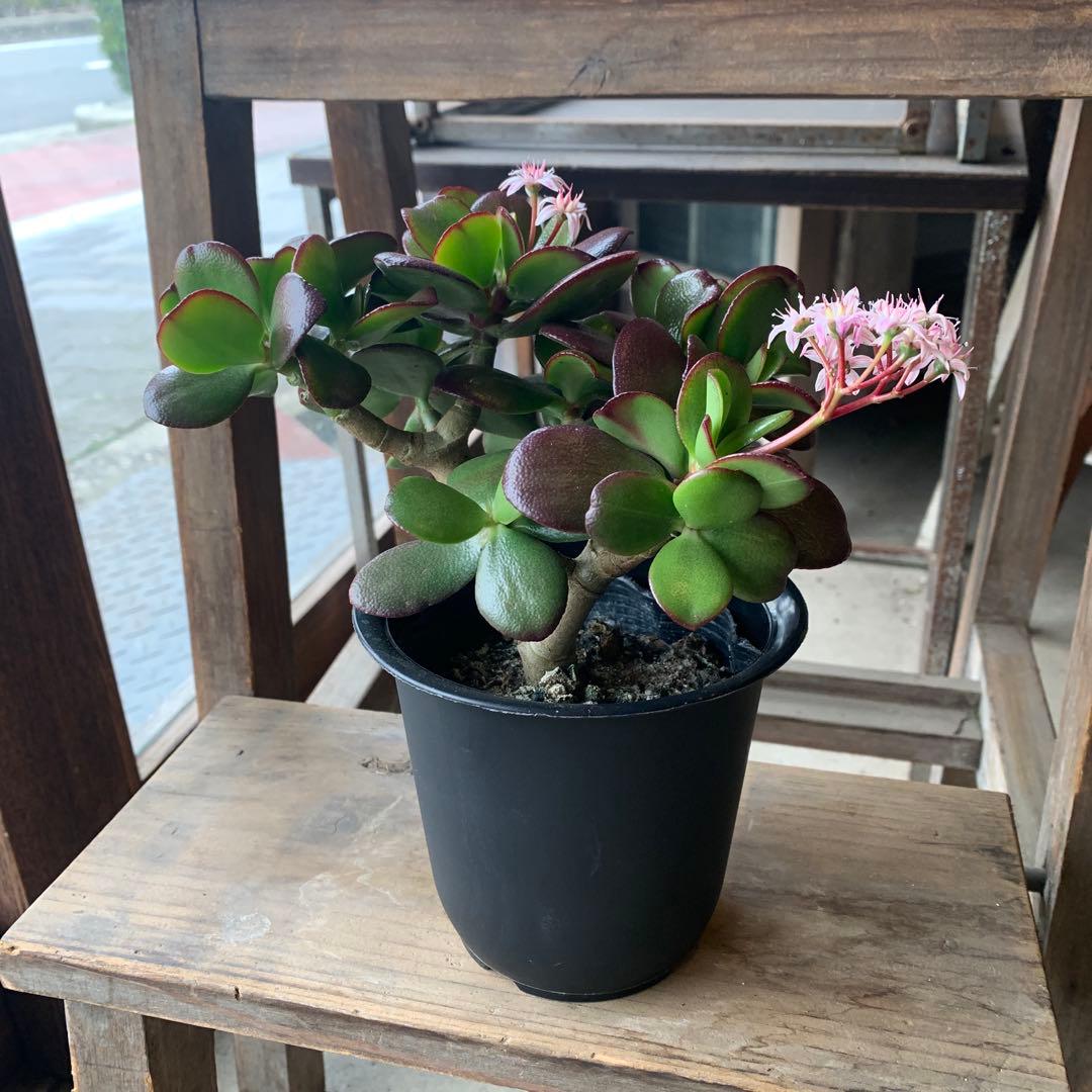 現品販売 金のなる木 桜花月 4号鉢サイズ 鉢植え カネノナルキ 金の