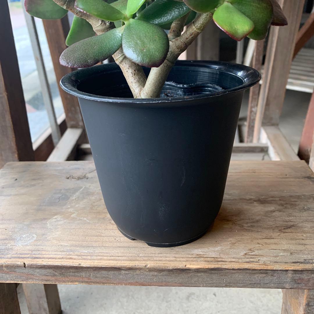 現品販売 金のなる木 桜花月 4号鉢サイズ 鉢植え カネノナルキ 金の