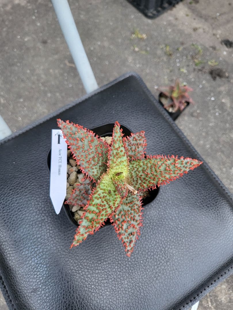 TCT アロエハイブリッド - メルカリ