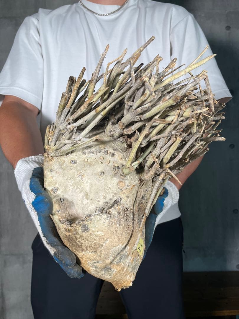 T*M様 25 激レア 超大株 アデニア ペチュエリー 現地球 鮮度抜群