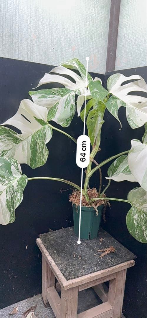 斑入りモンステラ ホワイトタイガー極美大株64cm白斑多 - メルカリ