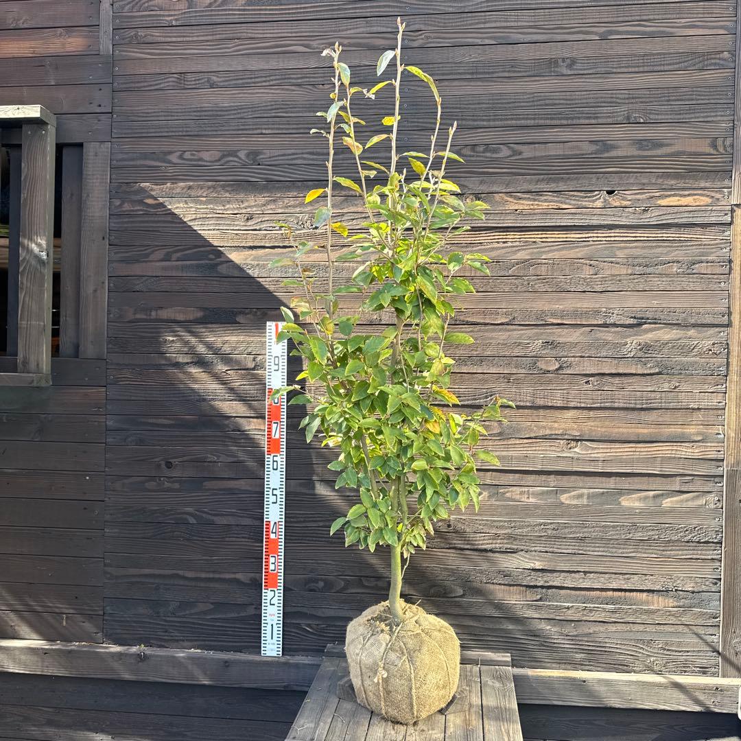 ヤマコウバシ/良形株【現品発送】管理70762 ヤマコウバシ 約1.9m 現品発送 特大株 大苗植木苗木 山香ばし