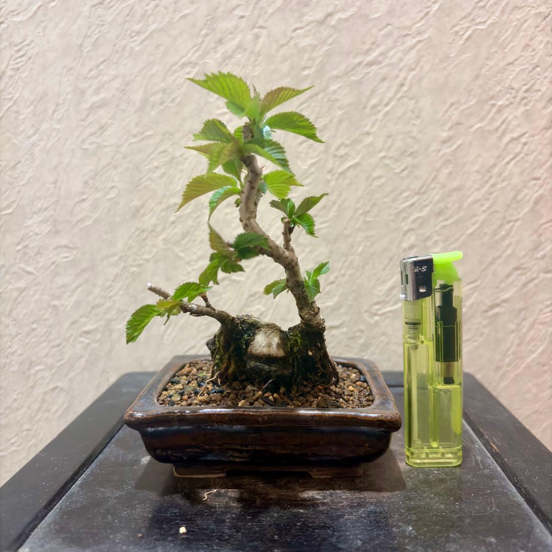 極太!!樹高13㎝　信濃寒桜　2季咲　小品盆栽　真柏　黒松　五葉松　梅　楓　薔薇 紅葉→ シンパク他→ 富士桜湖上の舞→ 見えないけど棚下にキンズ700本