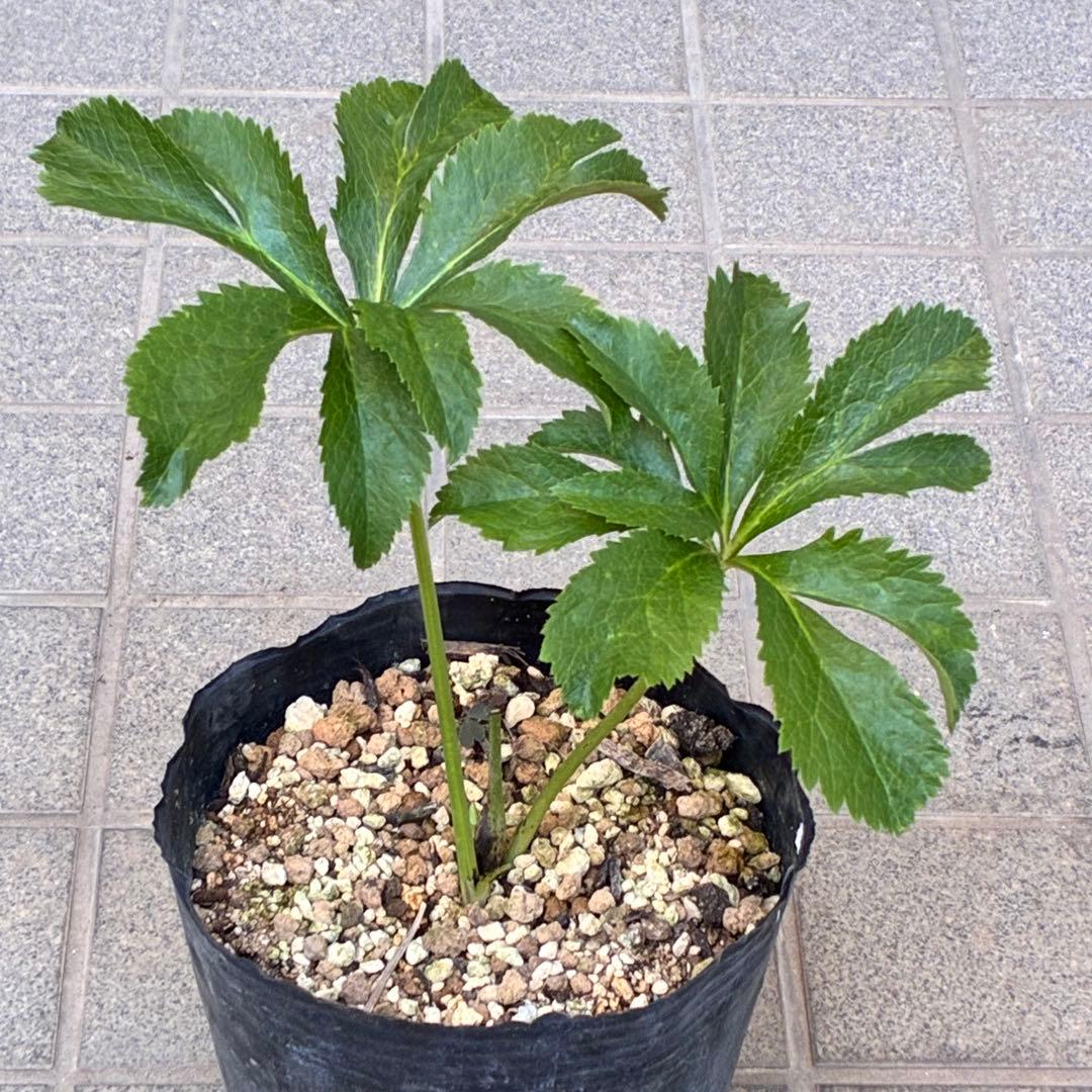 あ*号様 ❤️根充実❤️6号❤️大株❤️しっかり元気株❤️940 【いちごみるく