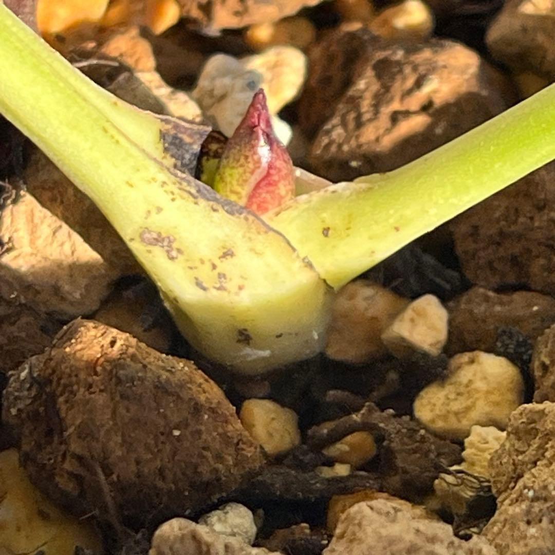 あ*号様 ❤️根充実❤️6号❤️大株❤️しっかり元気株❤️940 【いちごみるく