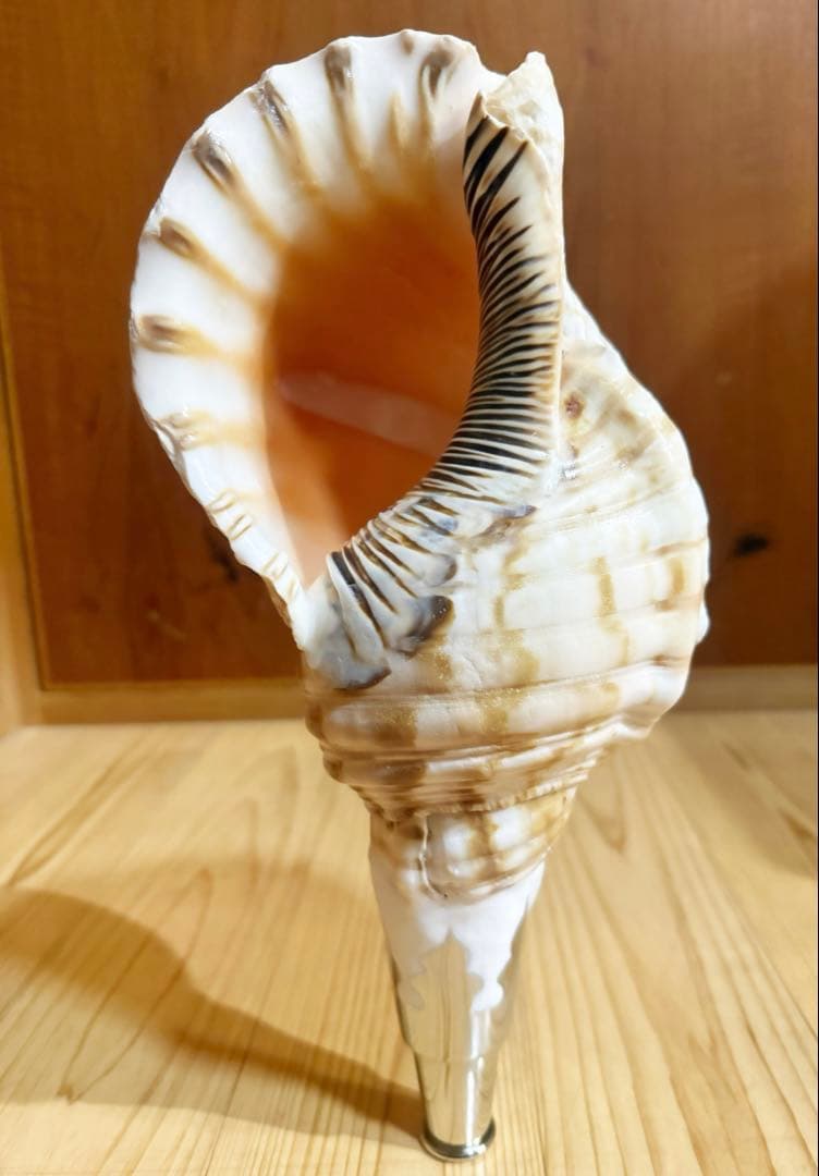 肉厚修験道法螺貝　山伏　密教　熊よけ　魔除け❣️ホラガイ　ほら貝 Amazon.co.jp: 巨大肉厚修験道法螺貝 山伏 密教 魔除け 熊よけほら貝
