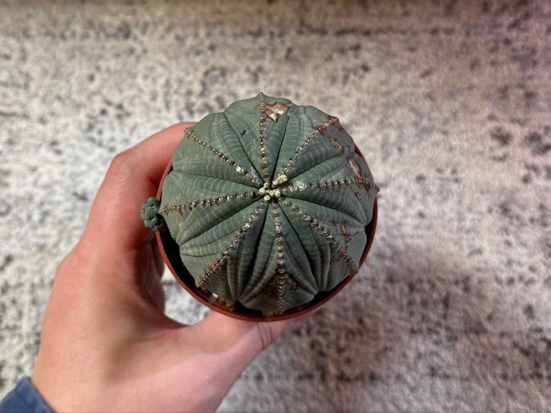 ユーフォルビア　オベサ　大株　7.6cm ヴィンテージ株　木質化