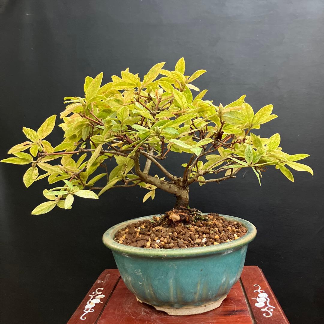 貴風盆栽、常盤柿、模様木、沢山の実付き やや傷や汚れありの通販