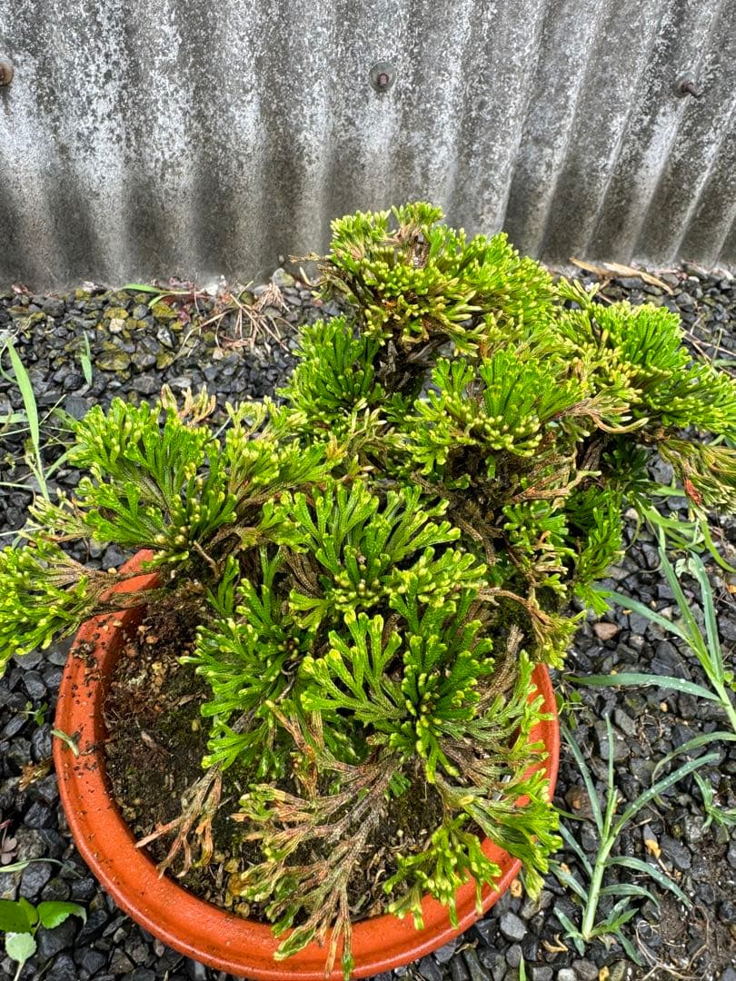 送料無料】30年物 岩松 イワヒバ 岩ヒバ 盆栽 山野草 高山植物 237