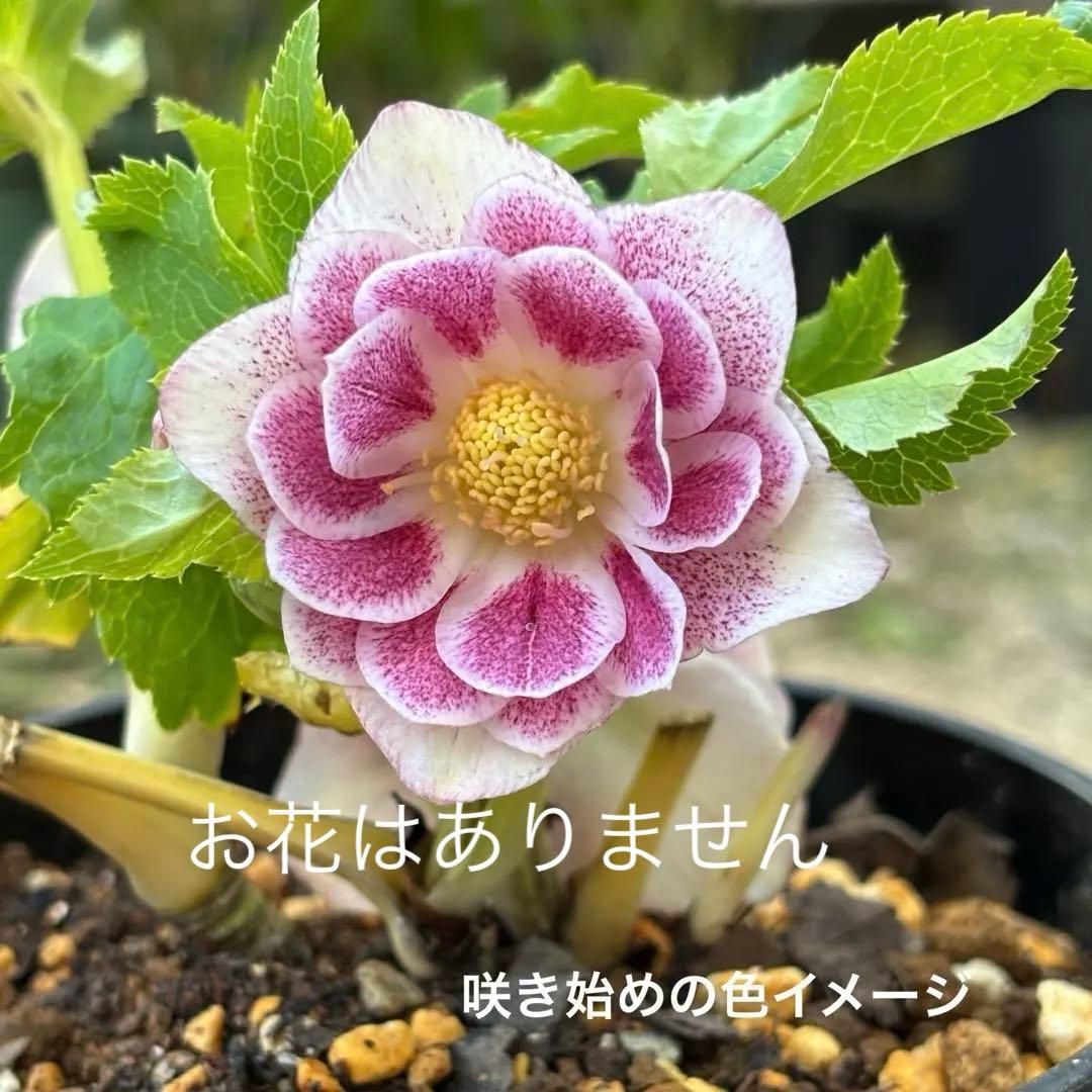 加藤農園 クリスマスローズ プリマベーラxプリマベーラ 株分 - メルカリ