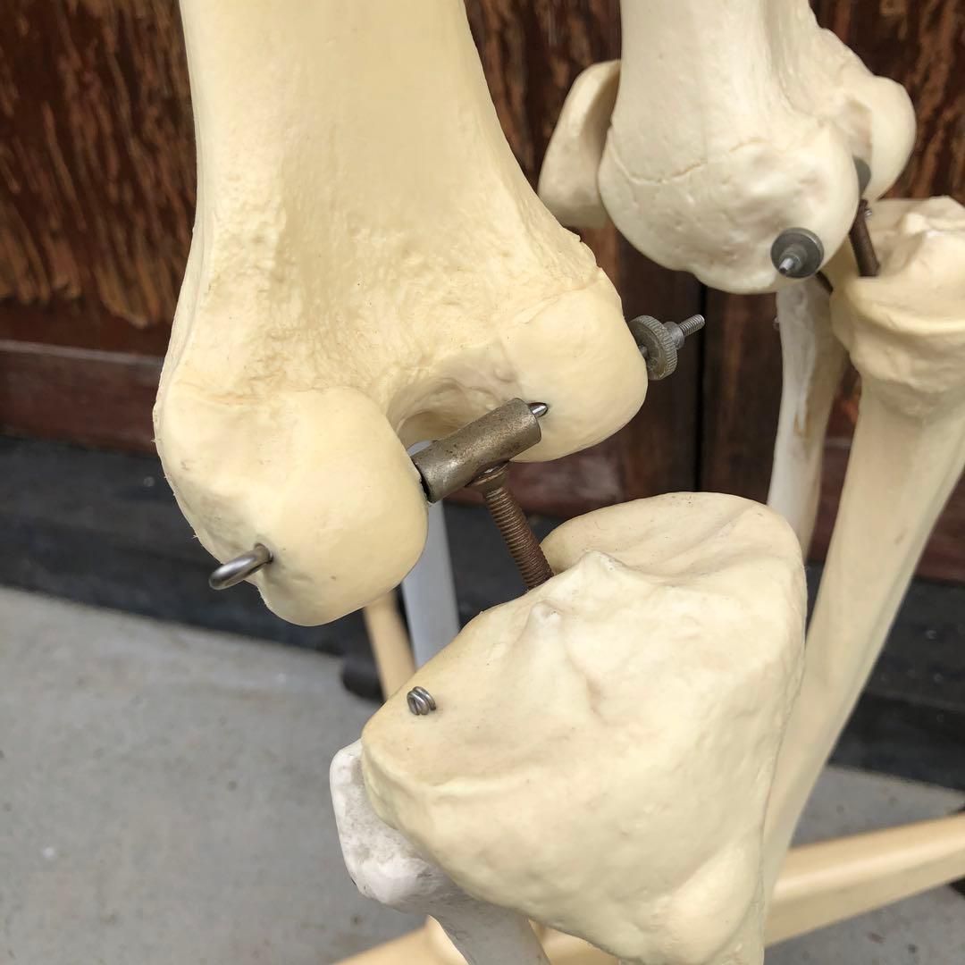 3B 人体模型 等身大 ドイツ 3B Scientific社 全身骨格模型 - メルカリ