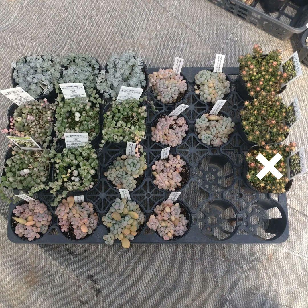 choco...∞さん専用 知育玩具 ThinkFun(シンクファン) チョコレート・フィックス 全40問 CE