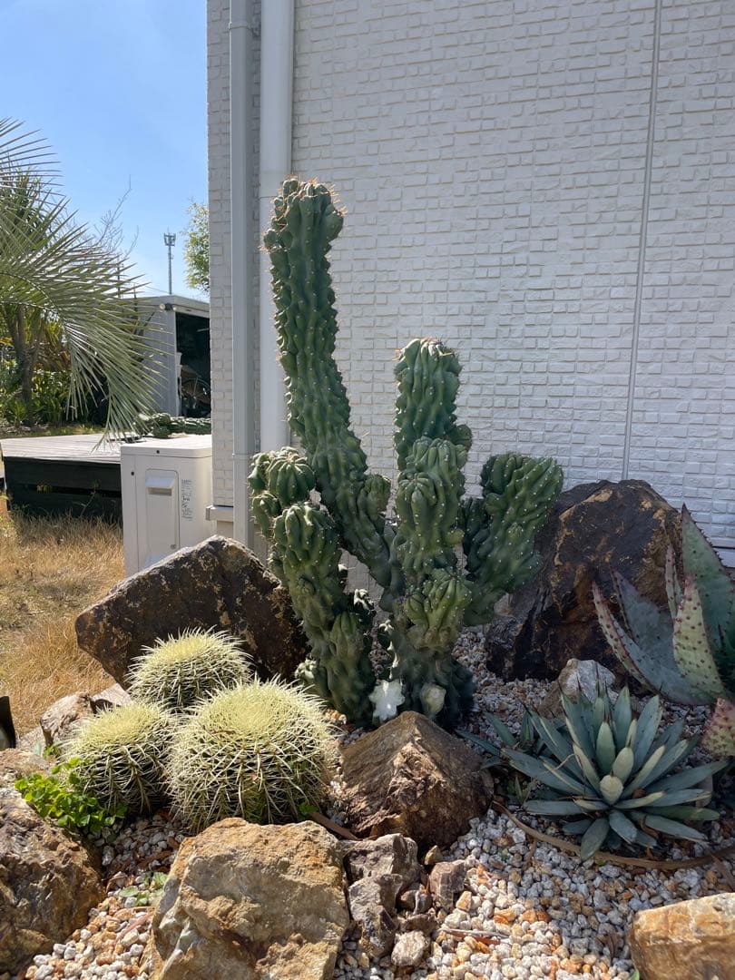 耐寒性！柱サボテン鬼面角の綴化岩石獅子カ ット苗 ドライガーデン南国