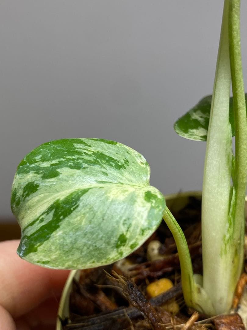 将来有望株‼️】モンステラ デリシオーサ バルバソー フシギダネ