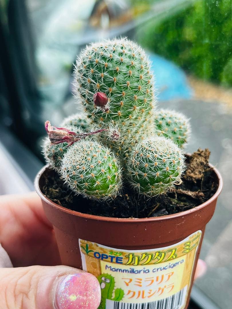 蕾付き❗️✨マミラリア クルシゲラ 発根済み 抜き苗✨サボテン - メルカリ