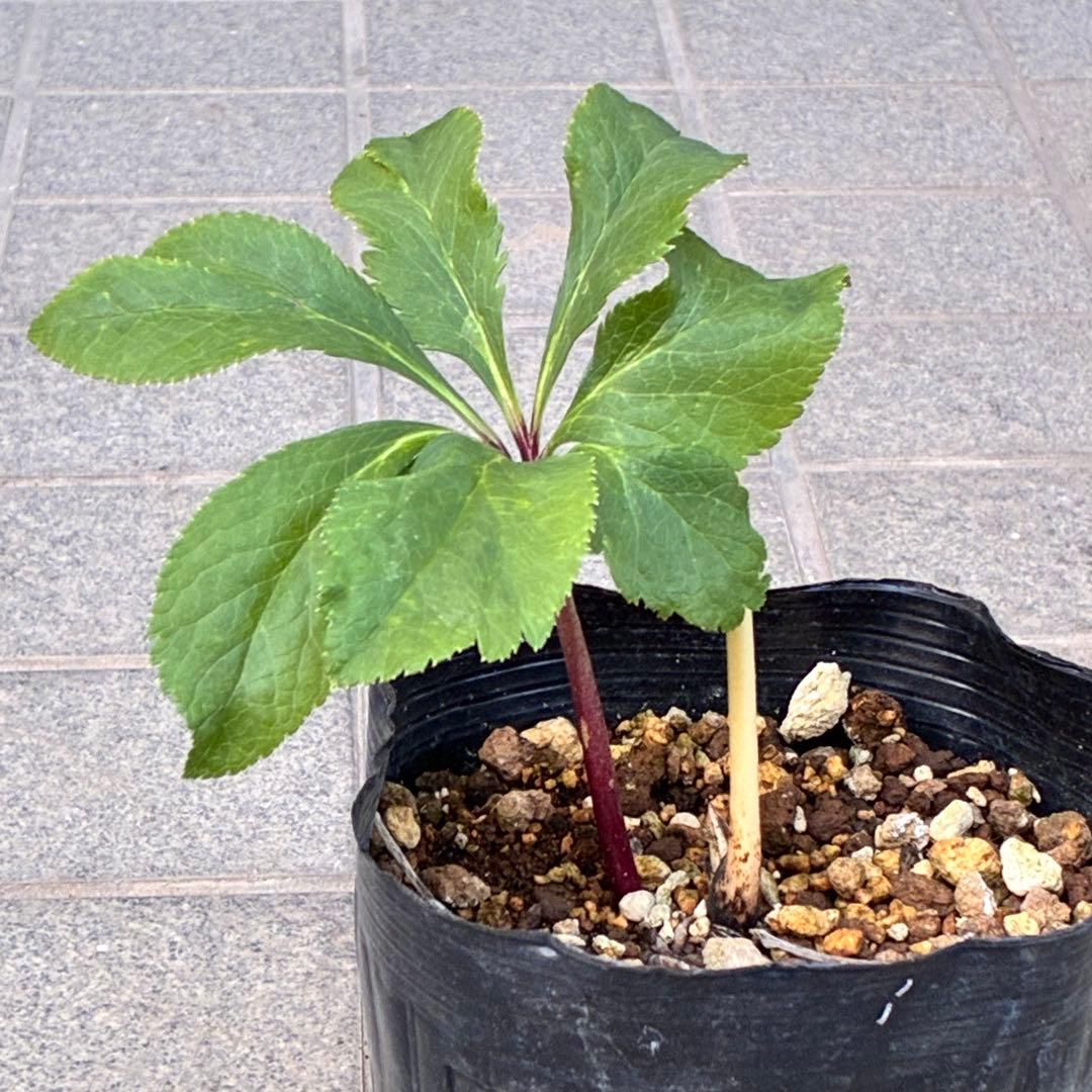 の*ん様 ❤️根充実❤️沢山しっかり新芽❤️966⭐️極上⭐️【フジタ】