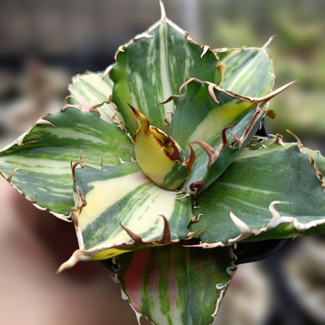 アガベ チタノタ 白鯨 白鯨錦 縞斑 - メルカリ